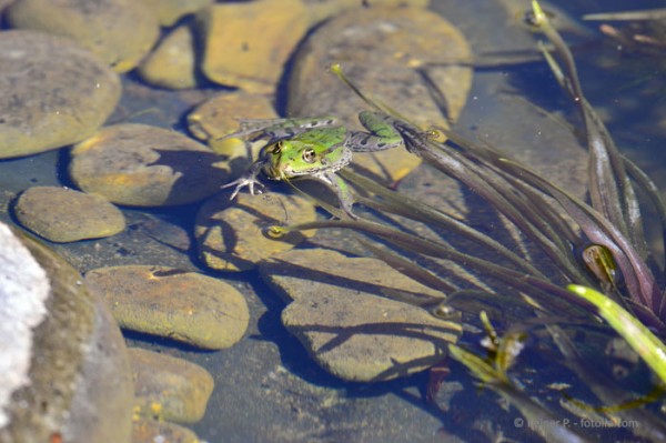 Tiere-im-Teich