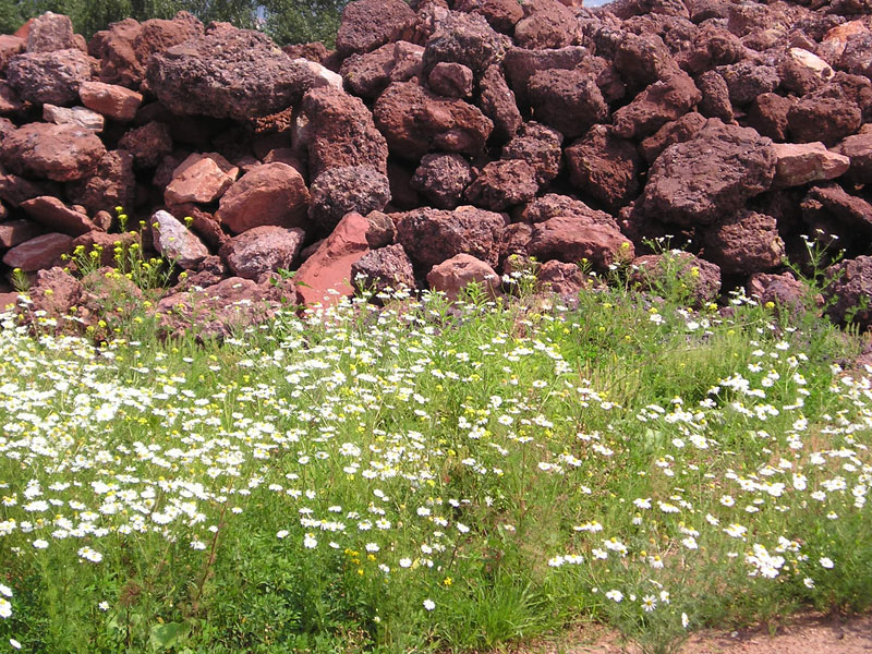 Kräuter, Blumen und Gräser