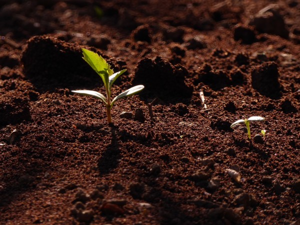 spring-young-leaves-2404082_1920