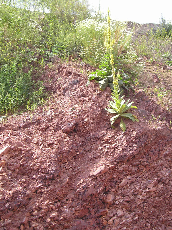 UrgesteinsMehl Rohmaterial